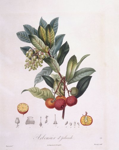 Jordgubbsträd (Arbutus unedo), Henry Louis Duhamel du Monceau, botanisk tallrik av Pierre Jean Francois Turpin av Pierre Jean Francois Turpin