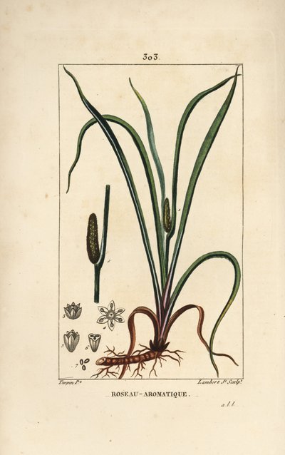 Luktande flagga, Acorus calamus, med frö, blad och rot. Handkolorerad kopparstick av Lambert Junior från en teckning av Pierre Jean-Francois Turpin från Chaumeton, Poiret och Chamberets "" La Flore Medicale,"" Paris, Panckoucke av Pierre Jean Francois Turpin