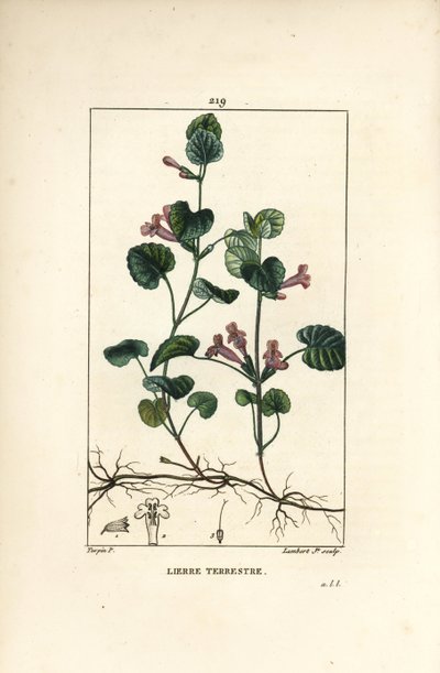 Markmurgröna - Markmurgröna, Hedera terrestris. Handkolorerad kopparstick av Lambert Junior från en teckning av Pierre Jean-Francois Turpin från Chaumeton, Poiret och Chamberets "" La Flore Medicale,"" Paris, Panckoucke av Pierre Jean Francois Turpin
