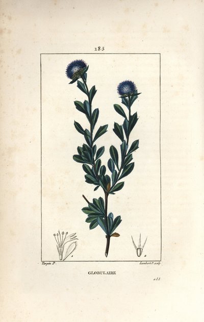 Variety of globular - Tretandbladig globularia, Globularia fruticosa. Handkolorerad kopparstick av Lambert Junior från en teckning av Pierre Jean-Francois Turpin från Chaumeton, Poiret och Chamberets "" La Flore Medicale,"" Paris, Panc av Pierre Jean Francois Turpin