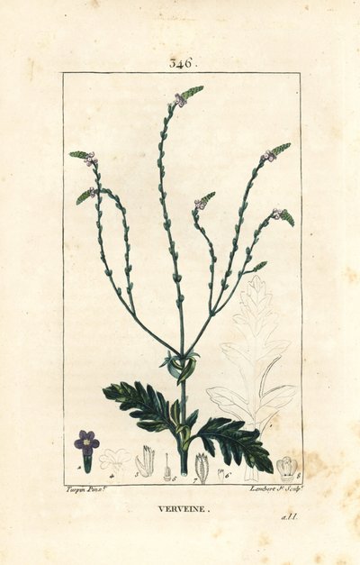 Verbena eller helig ört, Venus ven eller häxört - Vervain, Verbena officinalis. Handkolorerad kopparstick av Lambert Junior från en teckning av Pierre Jean-Francois Turpin från Chaumeton, Poiret och Chamberets "" La Flore Medicale,"" Par av Pierre Jean Francois Turpin