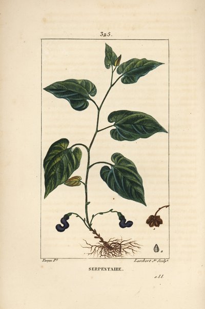 Virginia Snakeroot - Virginian ormrot, Aristolochia serpentaria, med blomma, blad, stjälk, frö och rot. Handkolorerad kopparstick av Lambert Junior från en teckning av Pierre Jean-Francois Turpin från Chaumeton, Poiret och Chamberets " av Pierre Jean Francois Turpin