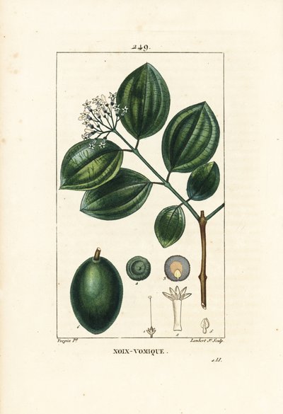Vomiker - Strychnineträd eller giftnöt, Strychnos nux-vomica, med frukt, frö, blad och blomma. Handkolorerad kopparstick av Lambert Junior från en teckning av Pierre Jean-Francois Turpin från Chaumeton, Poiret och Chamberets "" La Flore av Pierre Jean Francois Turpin