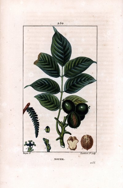 Valnötsgren med nötter - Valnötsträd, Juglans regia, med gren, löv, mogen frukt, nöt i skal och i sektion. Handkolorerad kopparstick av Lambert Junior efter teckning av Pierre Jean-Francois Turpin från Chaumeton, Poiret et Chamber av Pierre Jean Francois Turpin