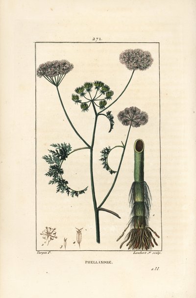 Vattendroppört eller vattenhöna, Oenanthe aquatica (Phellandrium aquatica), med blomma, blad, stjälk och rot. Handkolorerad kopparstick av Lambert Junior efter en teckning av Pierre Jean-Francois Turpin från Chaumeton, Poiret och Chamberet