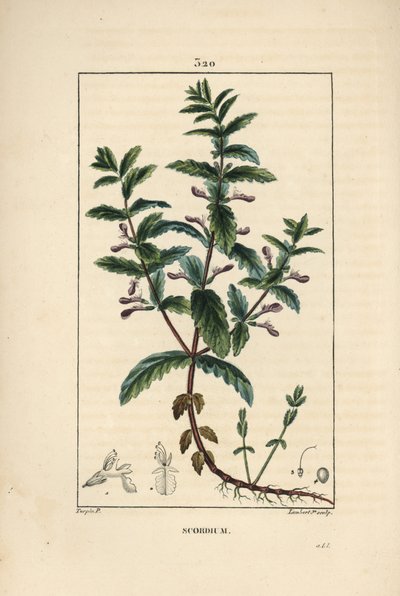 Vattengermandree - Vattengermandree, Teucrium scordium, som visar blomma, blad, stjälk och rötter. Handkolorerad kopparstick av Lambert Junior från en teckning av Pierre Jean-Francois Turpin från Chaumeton, Poiret och Chamberets "" La Flore Medi av Pierre Jean Francois Turpin