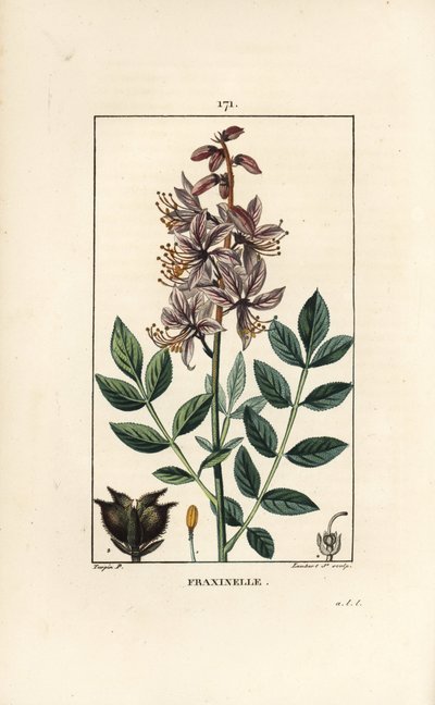 Vit dictamnus albus, som visar blommor, löv, frön och hårig frukt. Handkolorerad kopparstick av Lambert Junior från en teckning av Pierre Jean-Francois Turpin från Chaumeton, Poiret et Chamberets "" La Flore Medicale,"" Paris, Panckouck av Pierre Jean Francois Turpin