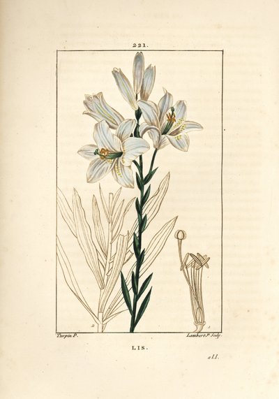 Vitlilja eller madonnalilja - Vitlilja, Lilium candidum. Handkolorerad kopparstick av Lambert Junior från en teckning av Pierre Jean-Francois Turpin från Chaumeton, Poiret och Chamberets "" La Flore Medicale,"" Paris, Panckoucke av Pierre Jean Francois Turpin
