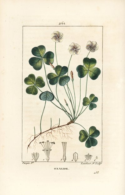 Vedsyra, Oxalide (oxalis) des bois - Vedsyra, Oxalis acetosella, med blomma, blad, stjälk, frö och rot. Handkolorerad kopparstick av Lambert Junior efter en teckning av Pierre Jean-Francois Turpin från Chaumeton, Poiret och Chambere av Pierre Jean Francois Turpin
