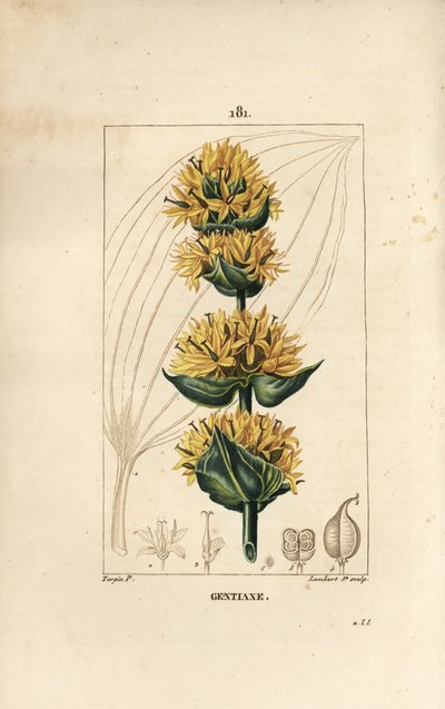 Gul gentiana eller storgentiana - Gentiana, Gentiana lutea. Handkolorerad kopparstick av Lambert Junior från en teckning av Pierre Jean-Francois Turpin från Chaumeton, Poiret och Chamberets "" La Flore Medicale,"" Paris, Panckoucke av Pierre Jean Francois Turpin