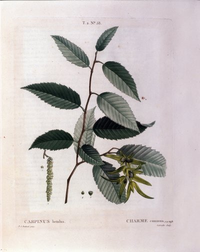 Botanisk: gren av charm. Tallrik hämtad från "" Nouveau Duhamel du Monceau eller Treats Treats Treats and Bushs Cultivated in France"" Akvarell av Pierre Joseph Redoute (1759-1840) 1819 av Pierre Joseph (after) Redoute