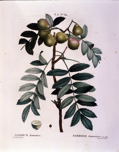 Botanisk: gren av cormier (Sorbus domestica) Plåt tecknad från "" Nouveau Duhamel du Monceau eller Treats Treats Treats and Bushs Cultivated in France"" Akvarell av Pierre Joseph Redoute (1759-1840) 1819 av Pierre Joseph (after) Redoute
