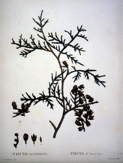 Thuya occidentalis eller amerikansk Thuya - i "" New Duhamel du Monceau eller avhandling om träd och buskar som odlar i Frankrike"", figurer enligt ritningar av P.J. Redoute och P. Bessa av Pierre Joseph (after) Redoute