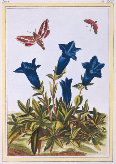 Blå Gentian Trumpet Flower, pub. 1776. av Pierre Joseph Buchoz