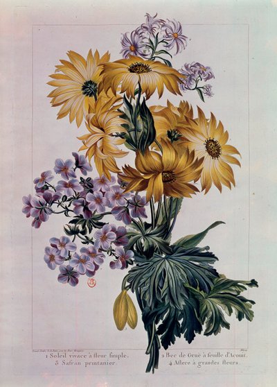 Bukett av solar och andra blommor. Perenn sol med enkelblomma, krannäbb med acouitblad och aster med stora blommor. Litografi av Pierre Joseph (1731-1807) 1700-talets Paris, B.N. av Pierre Joseph Buchoz