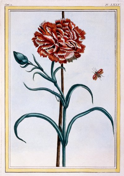 Nejlika, pub. 1776. av Pierre Joseph Buchoz