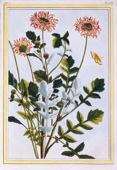 Etiopisk arcotis (afrikansk lilja), ca 1766 (handfärgad gravyr) av Pierre Joseph Buchoz
