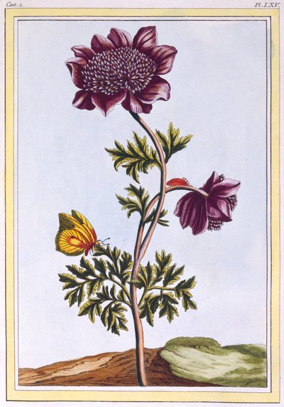 Garden Anenome Windflower, pub. 1776. av Pierre Joseph Buchoz