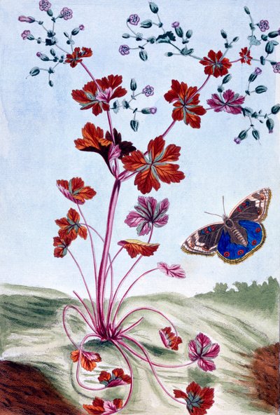 Glossy Cranesbill, pub. 1776. av Pierre-Joseph Buchoz