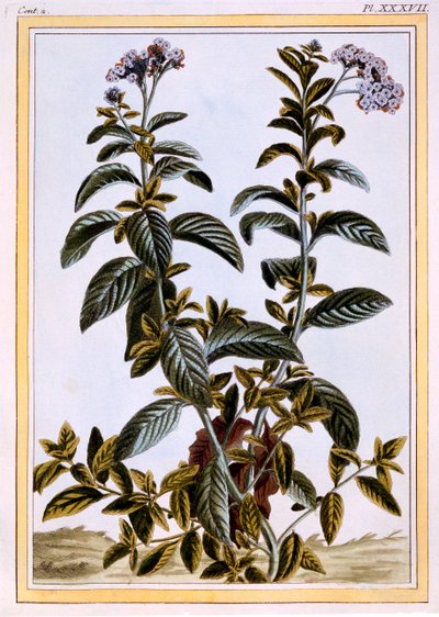 Heliotrop eller körsbärspaj, ca 1766 (handfärgad gravyr) av Pierre Joseph Buchoz