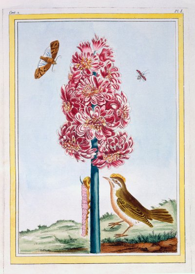 Hyacint, ca 1766 (handkolorerad gravyr) av Pierre Joseph Buchoz
