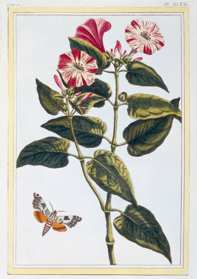 La Belle de Nuit Morning Glory, pub. 1776. av Pierre Joseph Buchoz