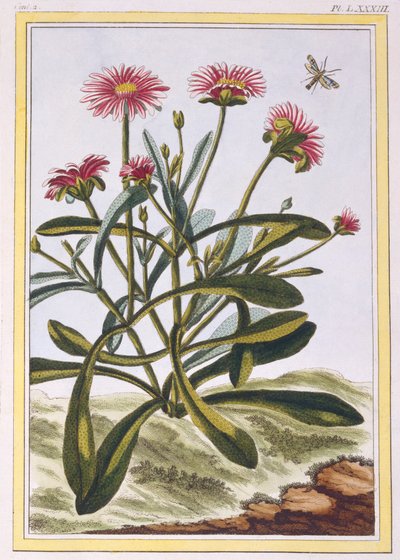 The Ficoid of Africa eller Mesembryanthemum, pub. 1776. av Pierre-Joseph Buchoz