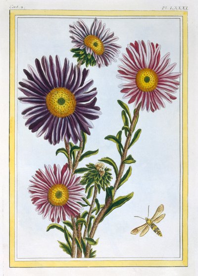 Drottningen Marguerite Aster, pub. 1776. av Pierre Joseph Buchoz