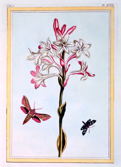 The Tuberose, pub. 1776. av Pierre-Joseph Buchoz