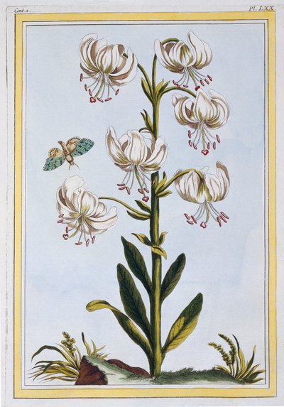 Le Martagan Blanc,  pub. 1776. av Pierre-Joseph Buchoz