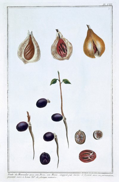 Muskotnöt, c1751-1807 av Pierre Joseph Buchoz