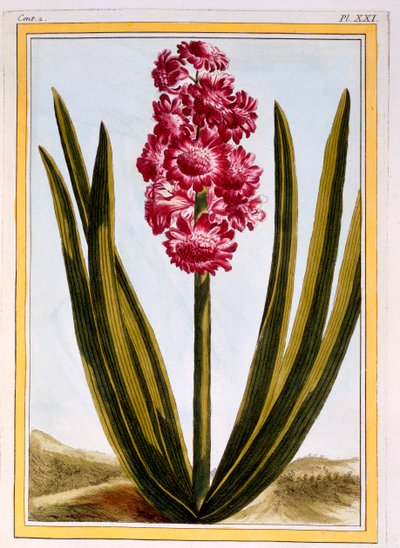 Royal Crimson, pub. 1776. av Pierre Joseph Buchoz