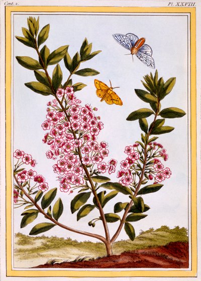 Fårslager Kalmia augustifolia, pub. 1776. av Pierre Joseph Buchoz