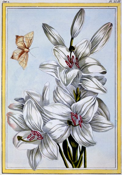 The Great White Lily, pub. 1776. av Pierre Joseph Buchoz