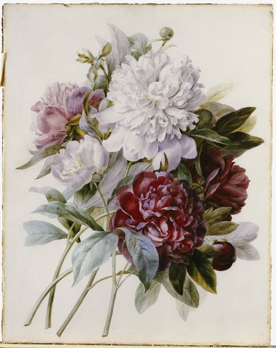 En bukett med röda, rosa och vita pioner av Pierre Joseph Redouté