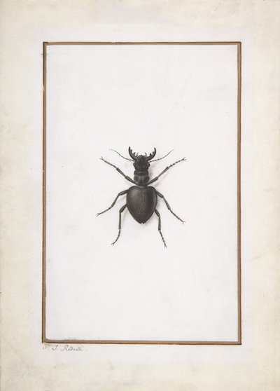 En hjortbagge,. av Pierre Joseph Redouté