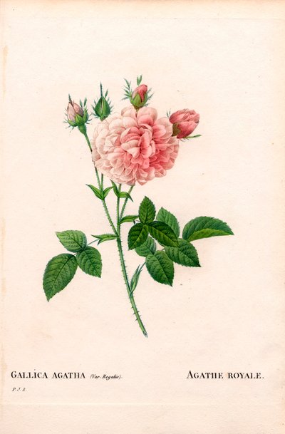 Agathe Royale ros, Rosa gallica sort. Handfärgad kopparsticksgravyr från Pierre Joseph Redoutes "" Les Roses,"" Paris av Pierre Joseph Redouté