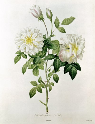 Aime Vibere (Te) graverad av Eustache Hyacinthe Langlois (1777-1837) av Pierre Joseph Redouté