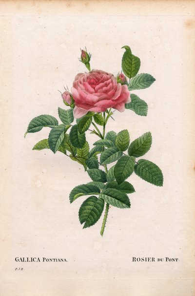 Andre Du Ponts ros, Rosa gallica sort, Rosier du Pont. Handkolorerad kopparsticksgravyr från Pierre Joseph Redoutes ""Les Roses,"" Paris av Pierre Joseph Redouté