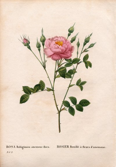 Anemonblommig sweetbriarros, Rosa rubiginosa sort, Roserost med anemonblommor. Handfärgad kopparsticksgravyr från Pierre Joseph Redoutes "" Les Roses,"" Paris av Pierre Joseph Redouté
