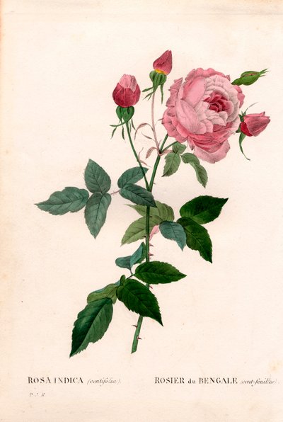 Bengalische 100-Blatt-Rose, Rosa chinensis Varietät, Bengalische Rose (hundertblättrig). Handkolorierte Punktkupferstich aus Pierre Joseph Redouté