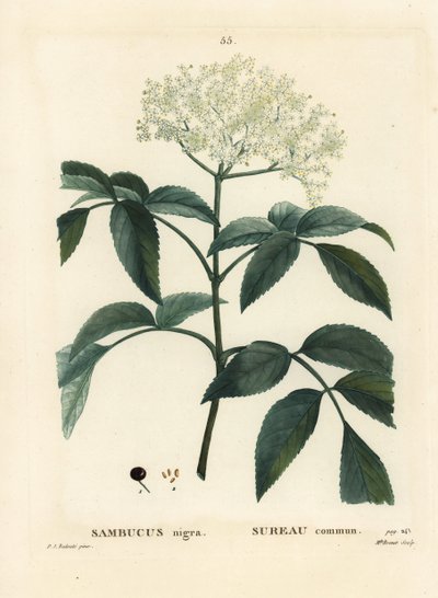 Svart fläder eller europeiskt fläder, Sambucus nigra. Handfärgad stipplegravyr av Miss Brenet efter en illustration av Pierre-Joseph Redoute från Henri Louis Duhamel du Moncels Treat des Arbres et Shrustes, Paris av Pierre Joseph Redouté