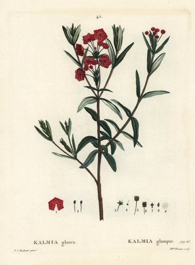Myrlager, Kalmia polifolia (Kalmia glauca). Handkolorerad stippelgravyr av Miss Brenet efter en illustration av Pierre-Joseph Redoute från Henri Louis Duhamel du Moncels Treat des Arbres et Shrustes, Paris av Pierre Joseph Redouté