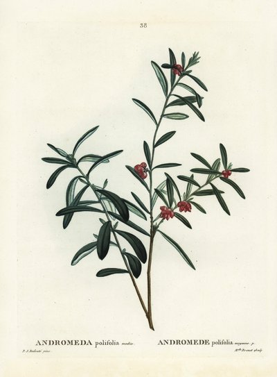Myrrosmarin, Andromeda polifolia. Handkolorerad stipplegravyr av efter en illustration av Pierre-Joseph Redoute från Henri Louis Duhamel du Monceaus Treat des Arbres et Shrustes, Paris av Pierre Joseph Redouté