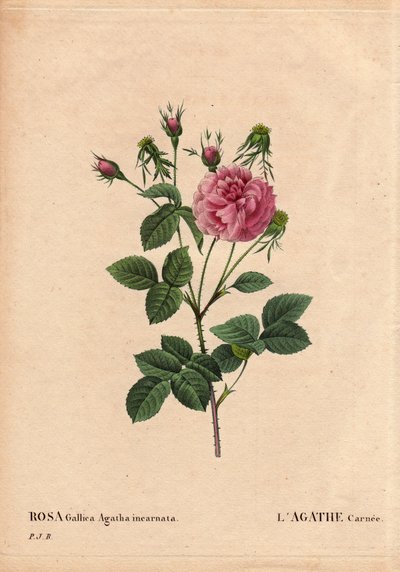 Botanisk tavla, blomma, rosor: Agathe carnee (Rosa gallica agatha incarnata). Okänt ursprung, hybridarter av Rose Gallica Damask. I "" Rosorna", volym 2 av Pierre Joseph Redoute (1759-1840) av Pierre Joseph Redouté