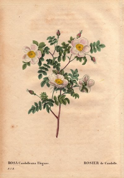 Botanisk tavla, blomma, rosvariant: De Candolles vita ros eller Rose de Candolle (Rosa candolleana elegans). Vildros, upptäckt i södra Europa och döpt till De Candolle 1819. I "" Les Roses", volym 2 av Pierre Joseph Redoute (1759-1840) av Pierre Joseph Redouté