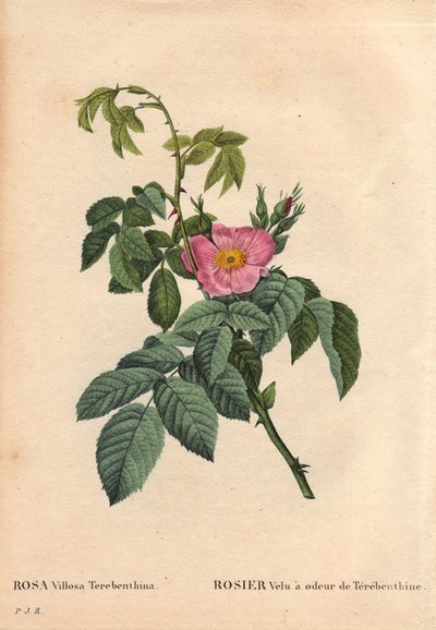 Botanisk tavla, blomma, rosvariant: Hårig ros har doften av Terebenthine (Rosa Villosa Terebenthina). I "" Les Roses", volym 2 av Pierre Joseph Redoute (1759-1840) av Pierre Joseph Redouté