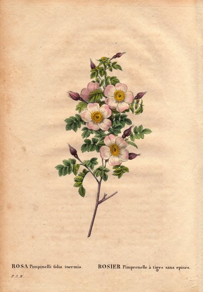 Botanisk tavla, blomma, rosvariant: Pimprenellros med stjälkar utan taggar (Rosa pimpinellifolia inermis). I "" Les Roses", volym 2 av Pierre Joseph Redoute (1759-1840) av Pierre Joseph Redouté