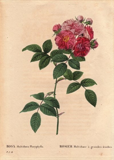 Botanisk tavla, blomma, rosvariant: Rosa multiflora med stora blad (Rosa multiflora platyphylla) odlar ett frö artir som introducerades i Bretagne före 1817. I "" Les Roses", volym 2 av Pierre Joseph Redoute (1759-1840) av Pierre Joseph Redouté