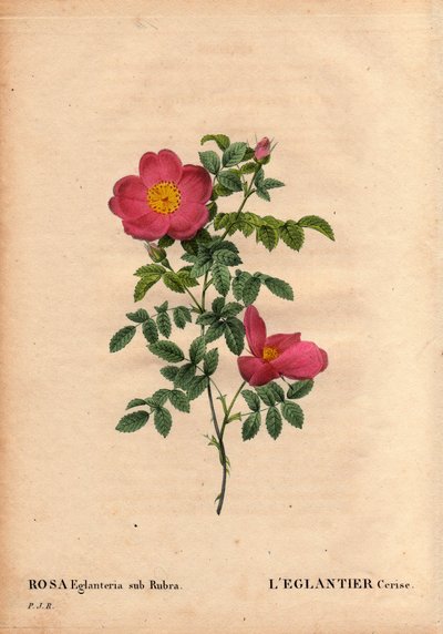 Botanisk tavla, blomma, rosvariet: Körsbärseglantier (Rosa eglanteria sub rubra) repertoar i Monsieur Vilmorins växthus, cirka 1820 och erhållen av frön från den gula rosen foetida. I "" Les Roses", volym 2 av Pierre Joseph Redoute av Pierre Joseph Redouté